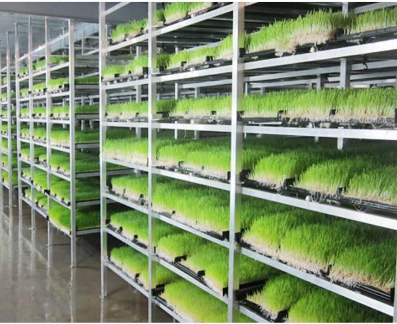Hydroponic fodder racks with green shoots